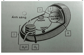 Hình minh họa câu 75