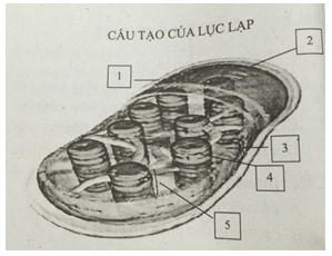 Hình minh họa câu 65
