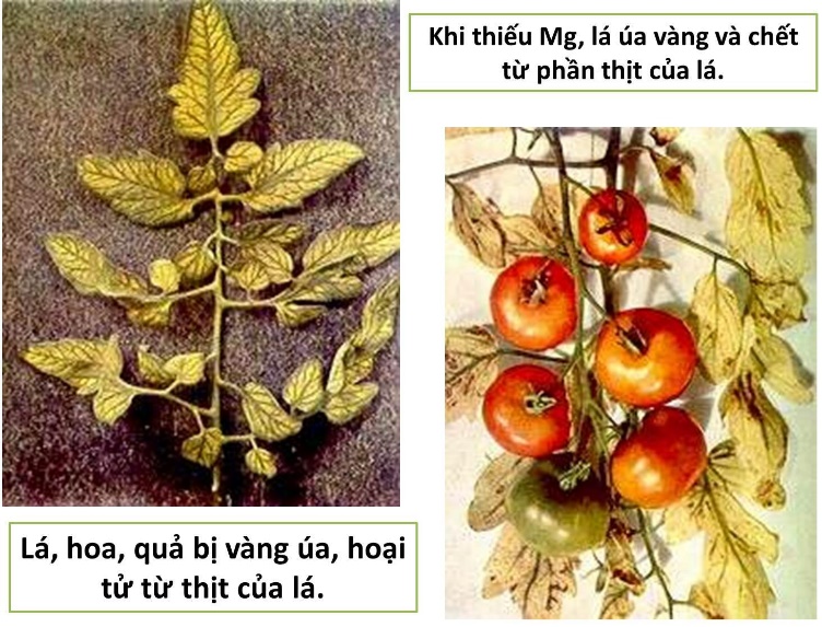 Ảnh câu 6