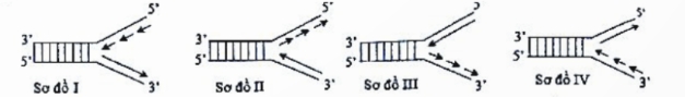 Ảnh câu 51