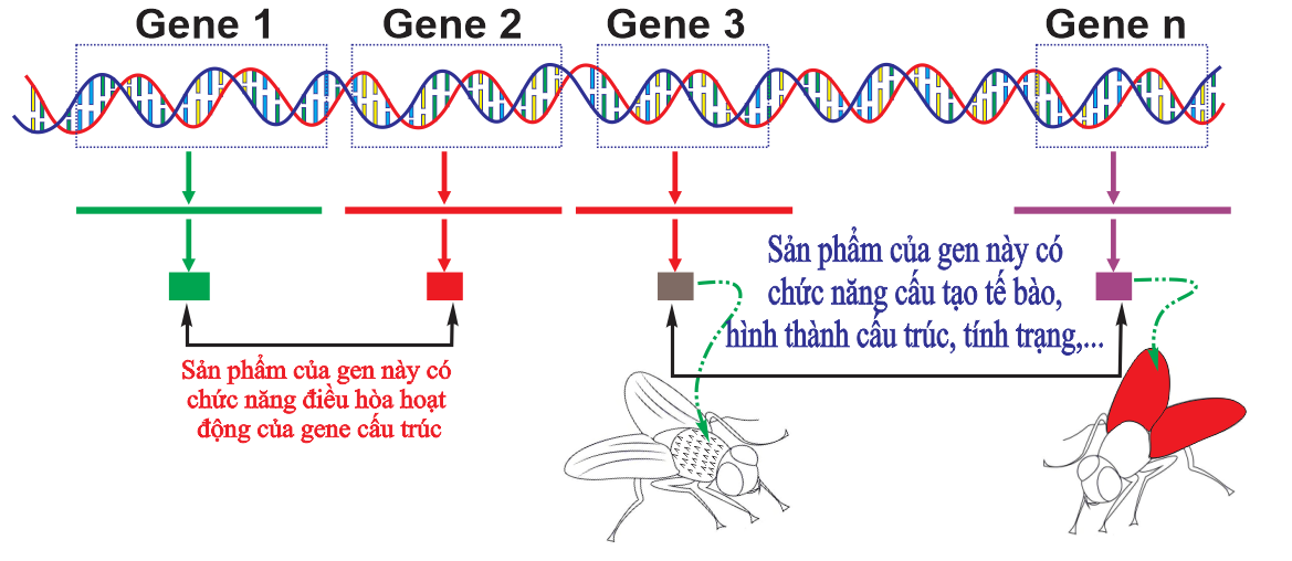 Ảnh câu 113