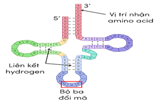 Ảnh câu 109