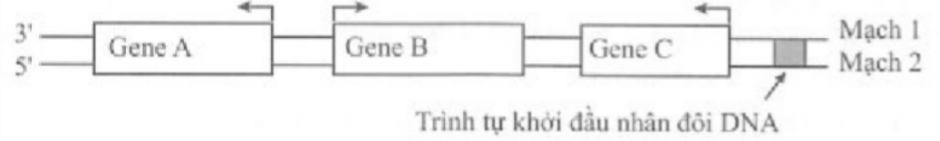 Ảnh câu 45