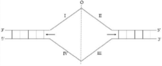 Ảnh câu 24