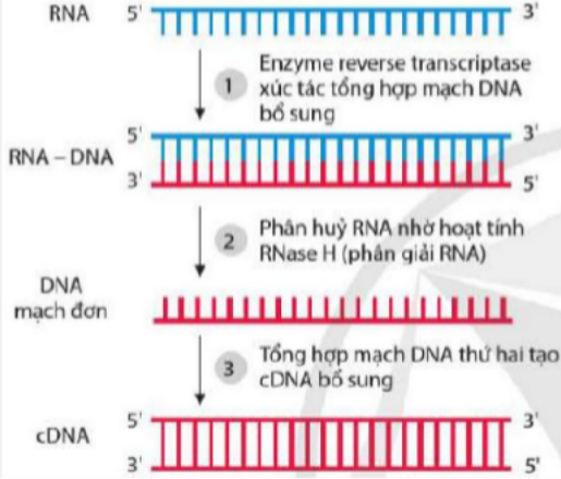 Ảnh câu 47