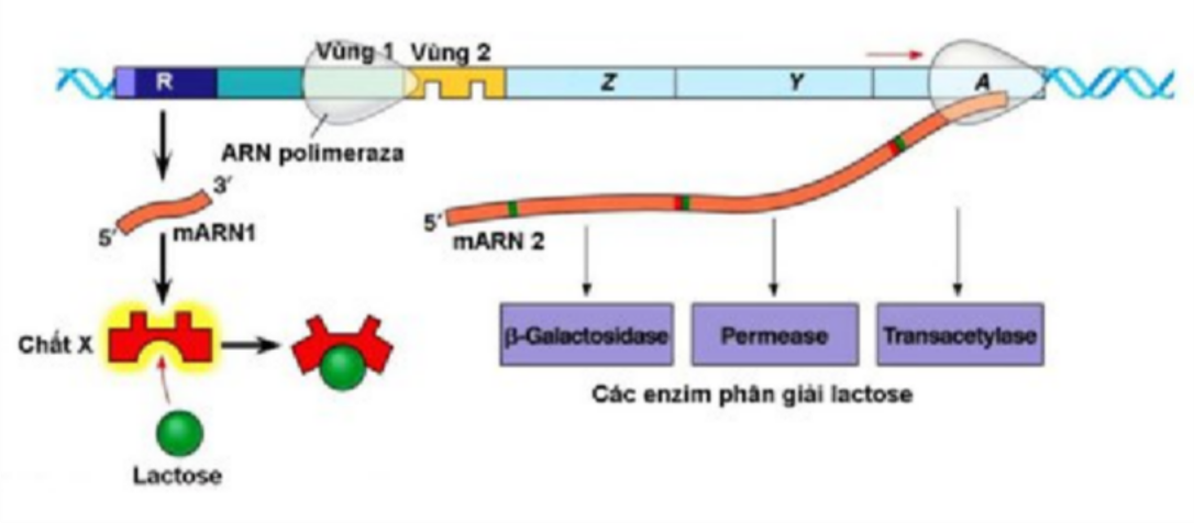 Ảnh câu 66