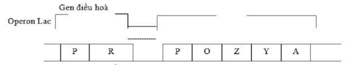 Ảnh câu 53