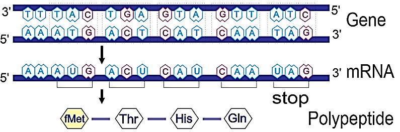 Ảnh câu 65
