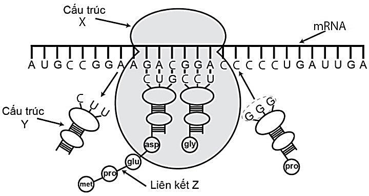Ảnh câu 46