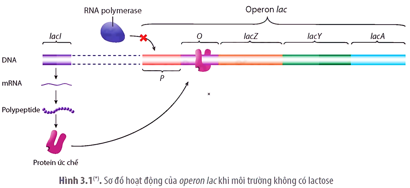 Ảnh câu 54