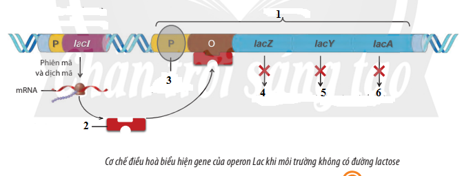 Hình minh họa câu 65